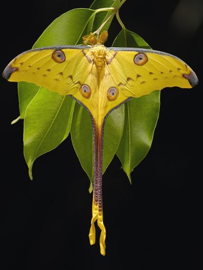 Sưu tập Bộ cánh vẩy 2 - Page 19 Madagascar-moon-moth-or-comet-moth-argema-mittrei-on-jamun-eugenia-jambolana-leaves_u-l-pev13m0