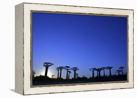 Madagascar, Morondava, Baobab Alley, Adansonia Grandidieri at Sunset-Anthony Asael-Framed Premier Image Canvas