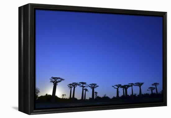 Madagascar, Morondava, Baobab Alley, Adansonia Grandidieri at Sunset-Anthony Asael-Framed Premier Image Canvas