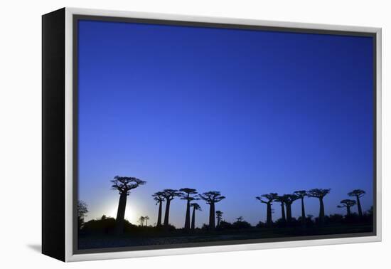 Madagascar, Morondava, Baobab Alley, Adansonia Grandidieri at Sunset-Anthony Asael-Framed Premier Image Canvas