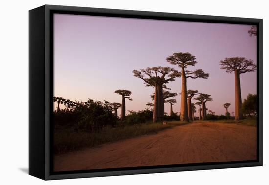 Madagascar, Morondava, Baobab Alley, Adansonia Grandidieri at Sunset-Anthony Asael-Framed Premier Image Canvas