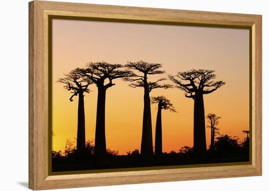 Madagascar, Morondava, Baobab Alley, Adansonia Grandidieri at Sunset-Anthony Asael-Framed Premier Image Canvas