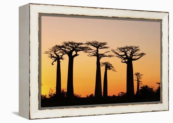 Madagascar, Morondava, Baobab Alley, Adansonia Grandidieri at Sunset-Anthony Asael-Framed Premier Image Canvas