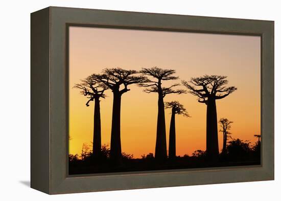 Madagascar, Morondava, Baobab Alley, Adansonia Grandidieri at Sunset-Anthony Asael-Framed Premier Image Canvas