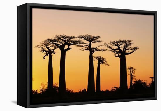 Madagascar, Morondava, Baobab Alley, Adansonia Grandidieri at Sunset-Anthony Asael-Framed Premier Image Canvas