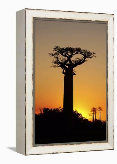 Madagascar, Morondava, Baobab Alley, Adansonia Grandidieri at Sunset-Anthony Asael-Framed Premier Image Canvas