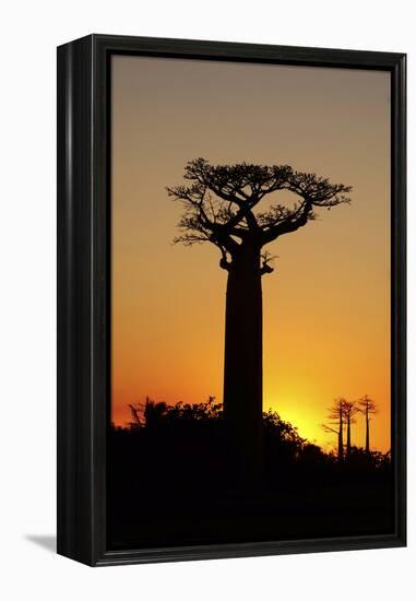 Madagascar, Morondava, Baobab Alley, Adansonia Grandidieri at Sunset-Anthony Asael-Framed Premier Image Canvas