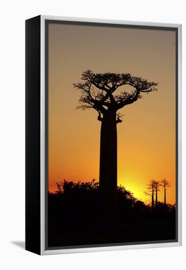 Madagascar, Morondava, Baobab Alley, Adansonia Grandidieri at Sunset-Anthony Asael-Framed Premier Image Canvas