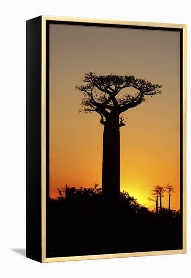 Madagascar, Morondava, Baobab Alley, Adansonia Grandidieri at Sunset-Anthony Asael-Framed Premier Image Canvas