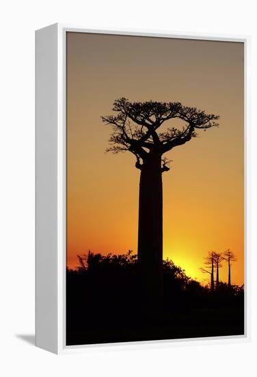 Madagascar, Morondava, Baobab Alley, Adansonia Grandidieri at Sunset-Anthony Asael-Framed Premier Image Canvas
