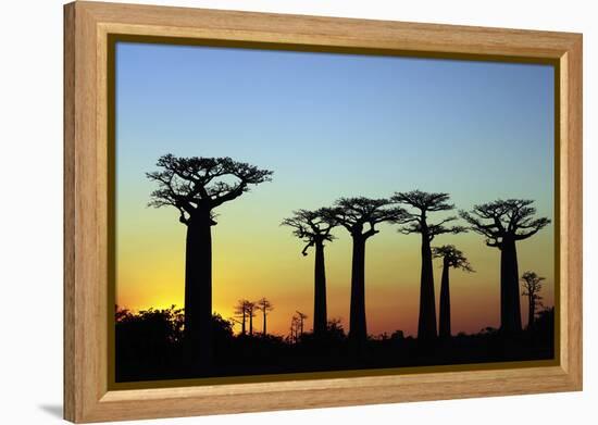 Madagascar, Morondava, Baobab Alley, Adansonia Grandidieri at Sunset-Anthony Asael-Framed Premier Image Canvas