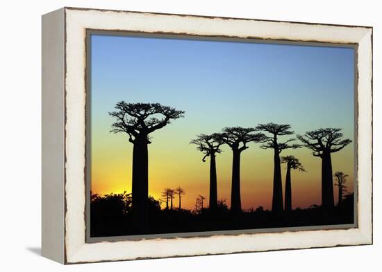 Madagascar, Morondava, Baobab Alley, Adansonia Grandidieri at Sunset-Anthony Asael-Framed Premier Image Canvas