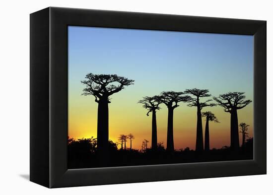 Madagascar, Morondava, Baobab Alley, Adansonia Grandidieri at Sunset-Anthony Asael-Framed Premier Image Canvas