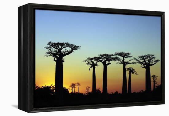 Madagascar, Morondava, Baobab Alley, Adansonia Grandidieri at Sunset-Anthony Asael-Framed Premier Image Canvas