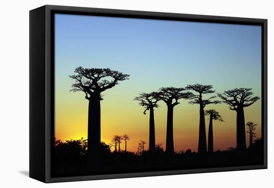 Madagascar, Morondava, Baobab Alley, Adansonia Grandidieri at Sunset-Anthony Asael-Framed Premier Image Canvas