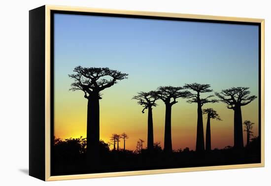 Madagascar, Morondava, Baobab Alley, Adansonia Grandidieri at Sunset-Anthony Asael-Framed Premier Image Canvas