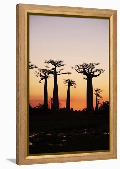 Madagascar, Morondava, Baobab Alley, Adansonia Grandidieri at Sunset-Anthony Asael-Framed Premier Image Canvas