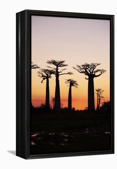 Madagascar, Morondava, Baobab Alley, Adansonia Grandidieri at Sunset-Anthony Asael-Framed Premier Image Canvas