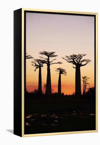 Madagascar, Morondava, Baobab Alley, Adansonia Grandidieri at Sunset-Anthony Asael-Framed Premier Image Canvas