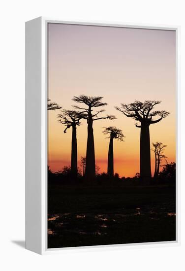 Madagascar, Morondava, Baobab Alley, Adansonia Grandidieri at Sunset-Anthony Asael-Framed Premier Image Canvas