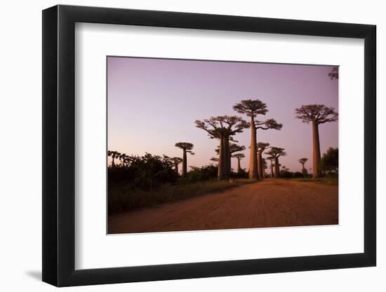 Madagascar, Morondava, Baobab Alley, Adansonia Grandidieri at Sunset-Anthony Asael-Framed Photographic Print