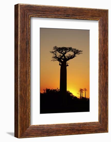 Madagascar, Morondava, Baobab Alley, Adansonia Grandidieri at Sunset-Anthony Asael-Framed Photographic Print