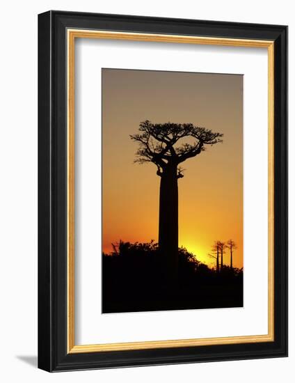 Madagascar, Morondava, Baobab Alley, Adansonia Grandidieri at Sunset-Anthony Asael-Framed Photographic Print