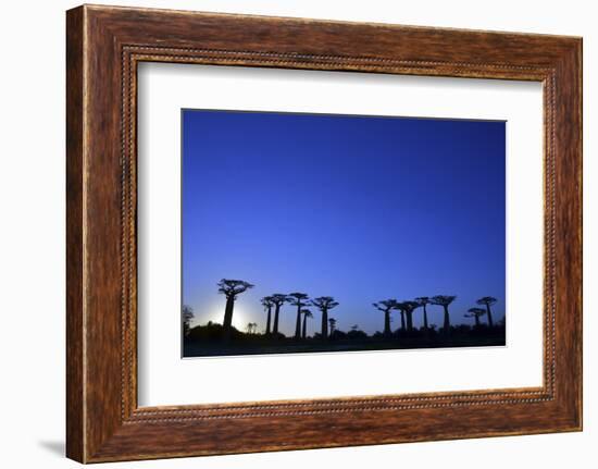 Madagascar, Morondava, Baobab Alley, Adansonia Grandidieri at Sunset-Anthony Asael-Framed Photographic Print