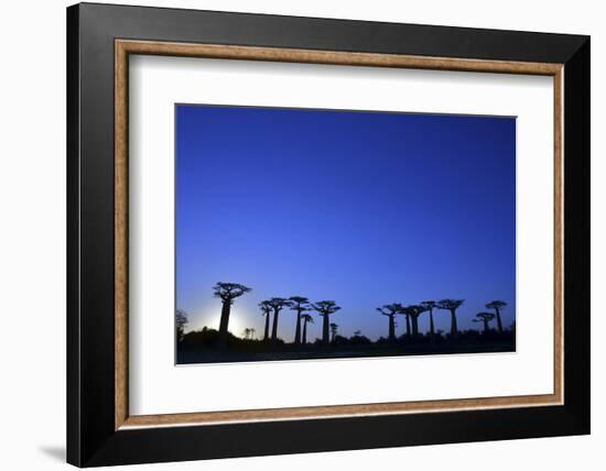 Madagascar, Morondava, Baobab Alley, Adansonia Grandidieri at Sunset-Anthony Asael-Framed Photographic Print