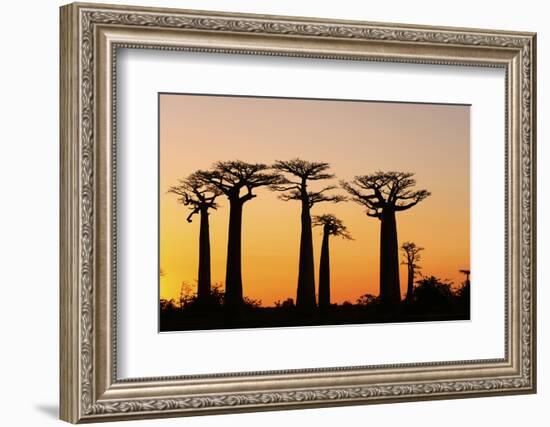 Madagascar, Morondava, Baobab Alley, Adansonia Grandidieri at Sunset-Anthony Asael-Framed Photographic Print