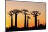 Madagascar, Morondava, Baobab Alley, Adansonia Grandidieri at Sunset-Anthony Asael-Mounted Photographic Print