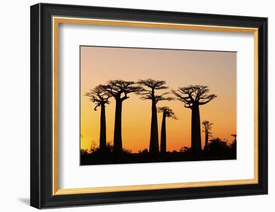 Madagascar, Morondava, Baobab Alley, Adansonia Grandidieri at Sunset-Anthony Asael-Framed Photographic Print