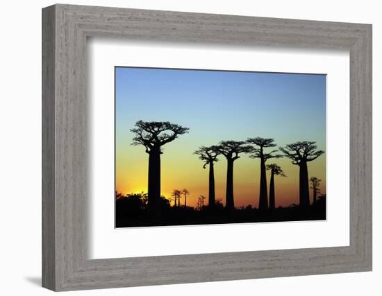 Madagascar, Morondava, Baobab Alley, Adansonia Grandidieri at Sunset-Anthony Asael-Framed Photographic Print