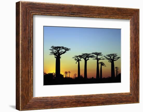 Madagascar, Morondava, Baobab Alley, Adansonia Grandidieri at Sunset-Anthony Asael-Framed Photographic Print