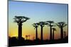 Madagascar, Morondava, Baobab Alley, Adansonia Grandidieri at Sunset-Anthony Asael-Mounted Photographic Print