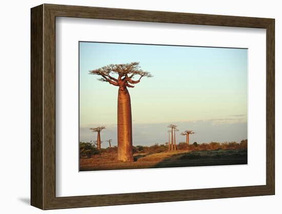 Madagascar, Morondava, Baobab Alley, Adansonia Grandidieri at Sunset-Anthony Asael-Framed Photographic Print