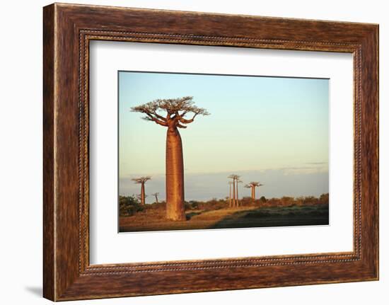 Madagascar, Morondava, Baobab Alley, Adansonia Grandidieri at Sunset-Anthony Asael-Framed Photographic Print