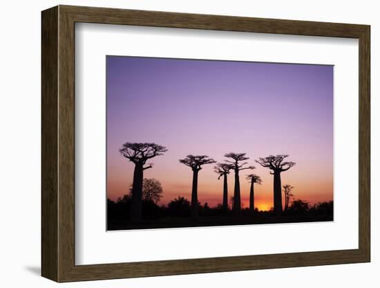 Madagascar, Morondava, Baobab Alley, Adansonia Grandidieri at Sunset-Anthony Asael-Framed Photographic Print