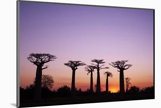 Madagascar, Morondava, Baobab Alley, Adansonia Grandidieri at Sunset-Anthony Asael-Mounted Photographic Print