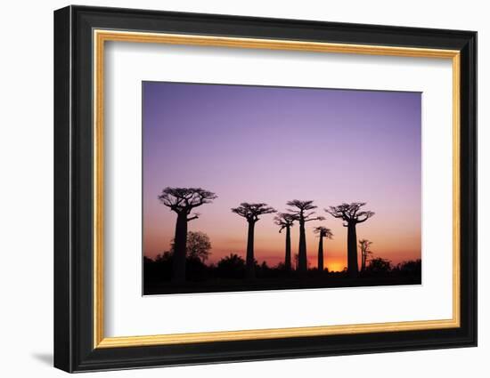 Madagascar, Morondava, Baobab Alley, Adansonia Grandidieri at Sunset-Anthony Asael-Framed Photographic Print