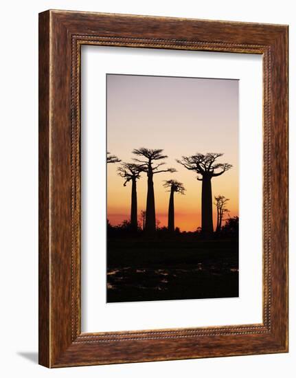 Madagascar, Morondava, Baobab Alley, Adansonia Grandidieri at Sunset-Anthony Asael-Framed Photographic Print