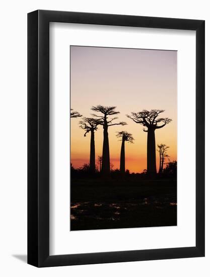 Madagascar, Morondava, Baobab Alley, Adansonia Grandidieri at Sunset-Anthony Asael-Framed Photographic Print