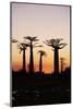 Madagascar, Morondava, Baobab Alley, Adansonia Grandidieri at Sunset-Anthony Asael-Mounted Photographic Print