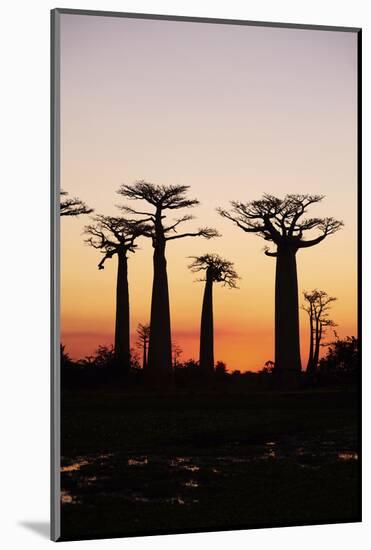 Madagascar, Morondava, Baobab Alley, Adansonia Grandidieri at Sunset-Anthony Asael-Mounted Photographic Print