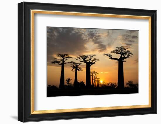 Madagascar, Morondava, Baobab Alley. Grendidier's baobab (Adansonia grandidieri) at sunset.-Ellen Goff-Framed Photographic Print