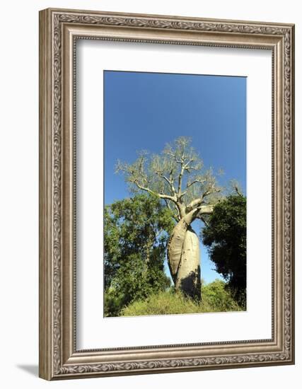 Madagascar, Morondava, Baobab Alley, Lovers Baobab, Le Baobab Amoureux-Anthony Asael-Framed Photographic Print