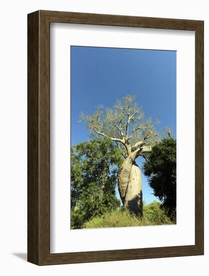 Madagascar, Morondava, Baobab Alley, Lovers Baobab, Le Baobab Amoureux-Anthony Asael-Framed Photographic Print