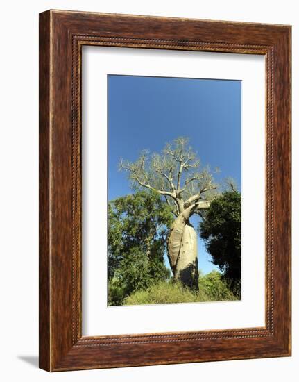 Madagascar, Morondava, Baobab Alley, Lovers Baobab, Le Baobab Amoureux-Anthony Asael-Framed Photographic Print