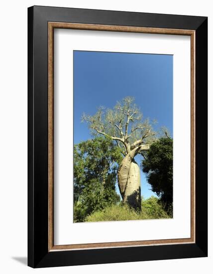 Madagascar, Morondava, Baobab Alley, Lovers Baobab, Le Baobab Amoureux-Anthony Asael-Framed Photographic Print