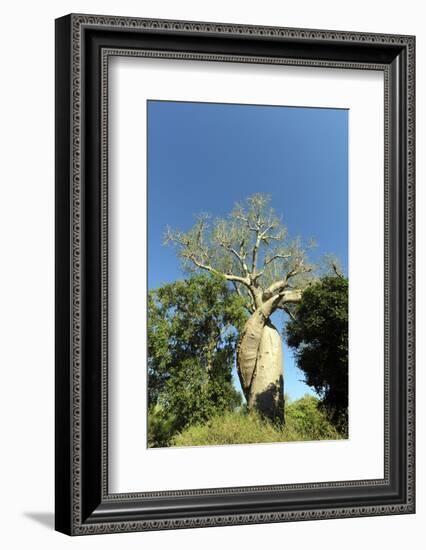 Madagascar, Morondava, Baobab Alley, Lovers Baobab, Le Baobab Amoureux-Anthony Asael-Framed Photographic Print